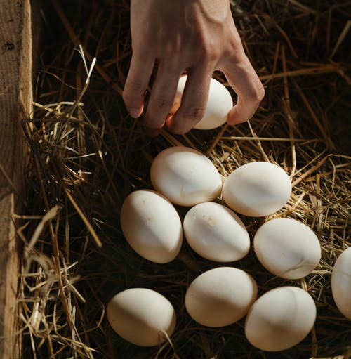 Avoir un poulailler dans son jardin